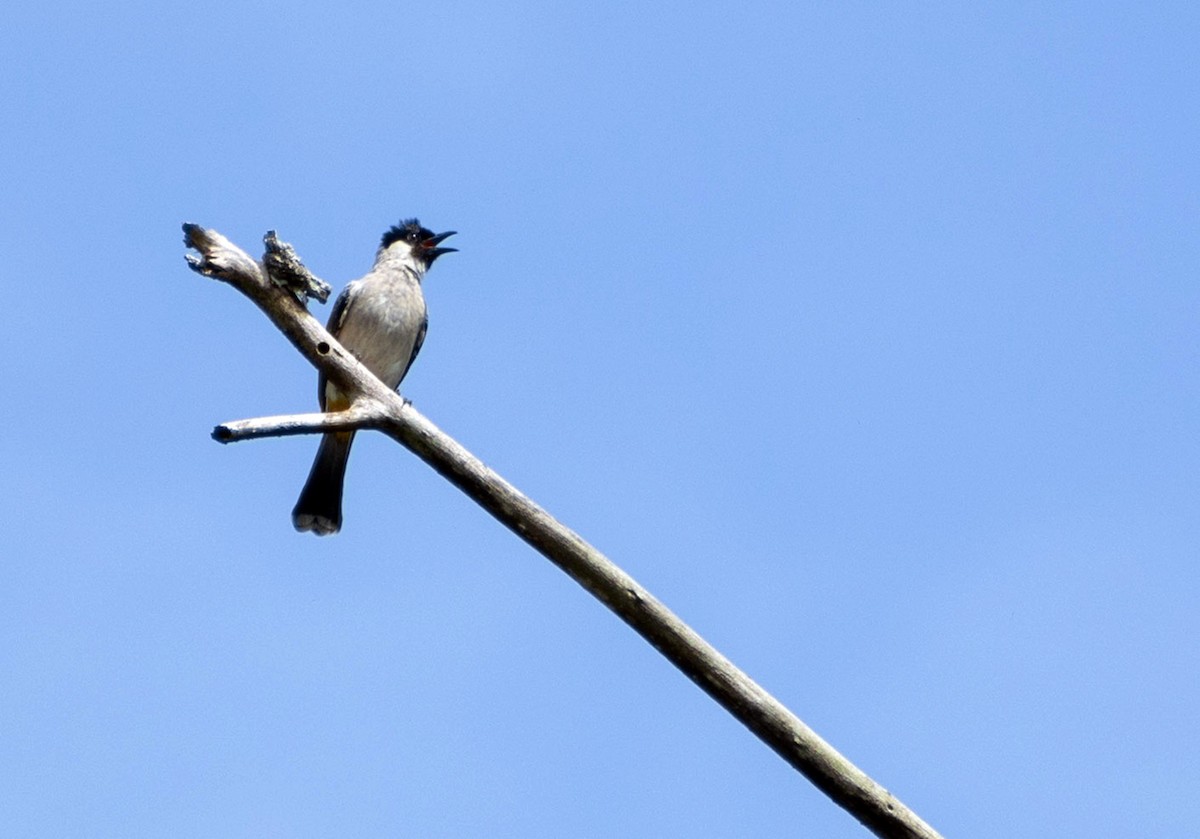 Bulbul Ventridorado - ML645707668