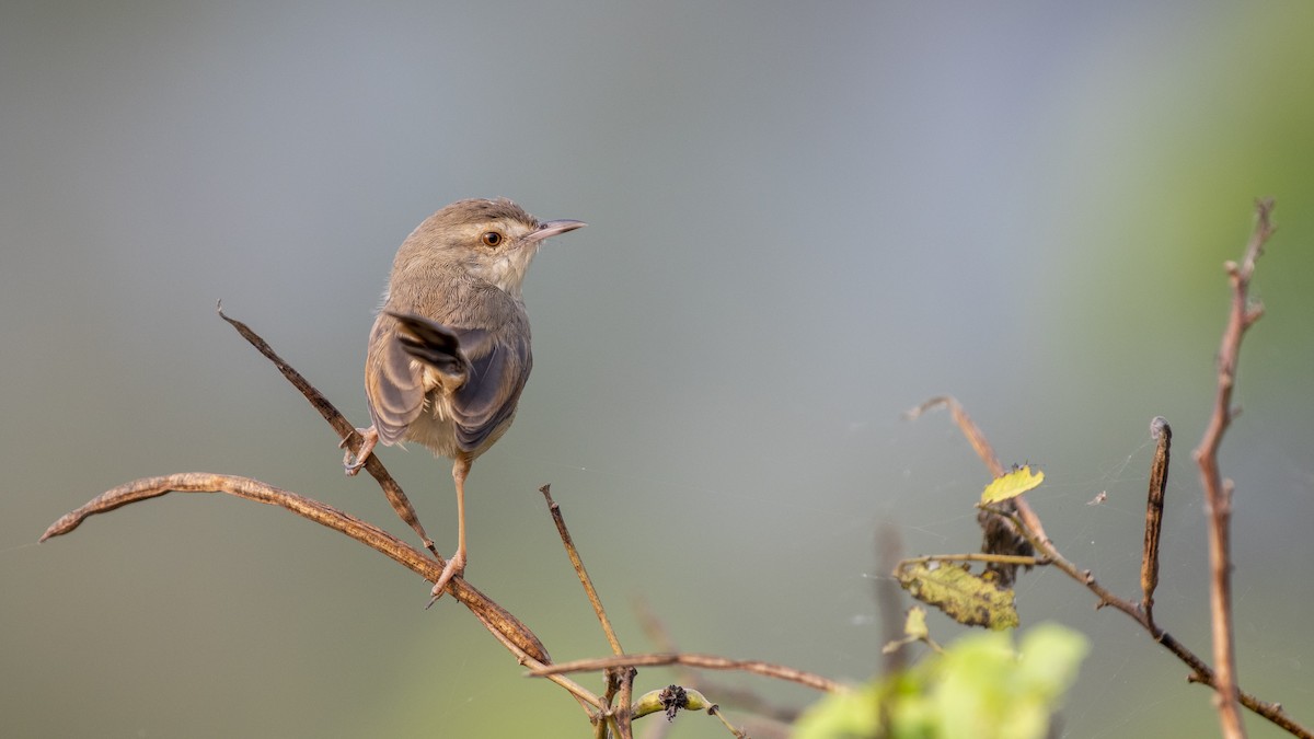 Prinia Sencilla - ML645707669