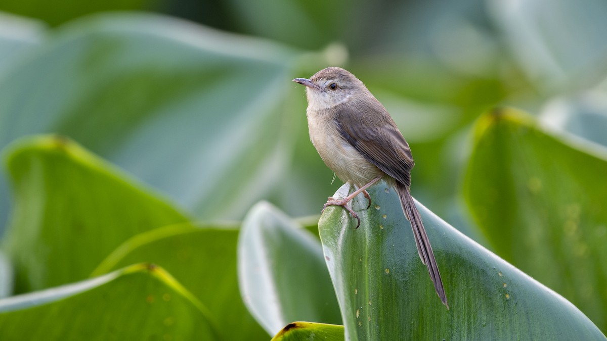 Prinia Sencilla - ML645707670