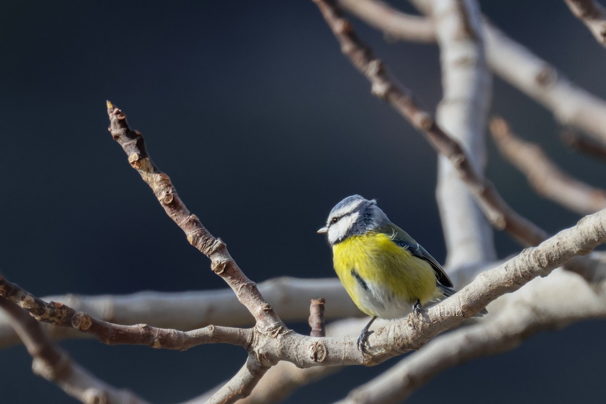 Herrerillo Común - ML645707671