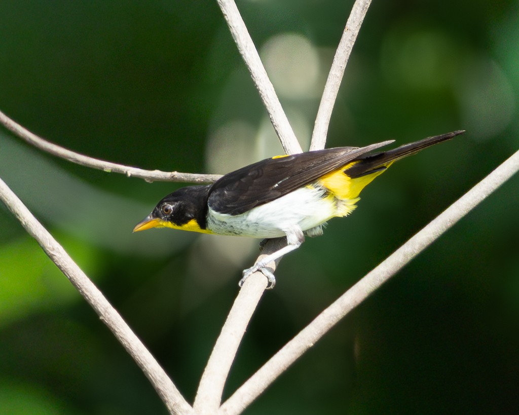 Tangara Gorjigualda - ML645707673