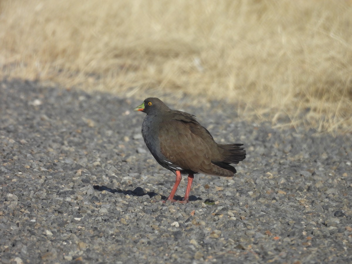 Gallineta Patirroja - ML645707676