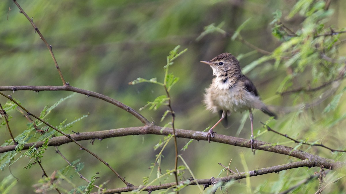 Carricero de Blyth - ML645707677