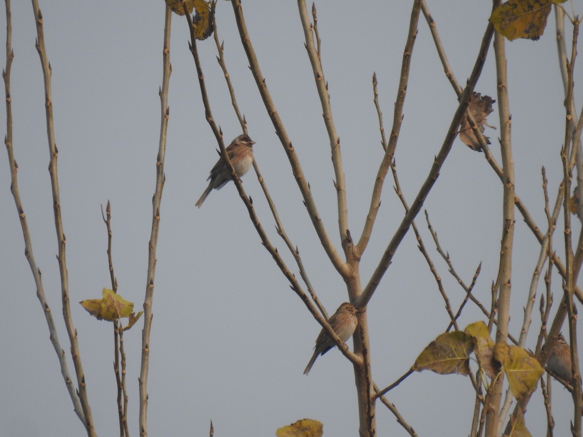 Escribano Cabeciblanco - ML645707678