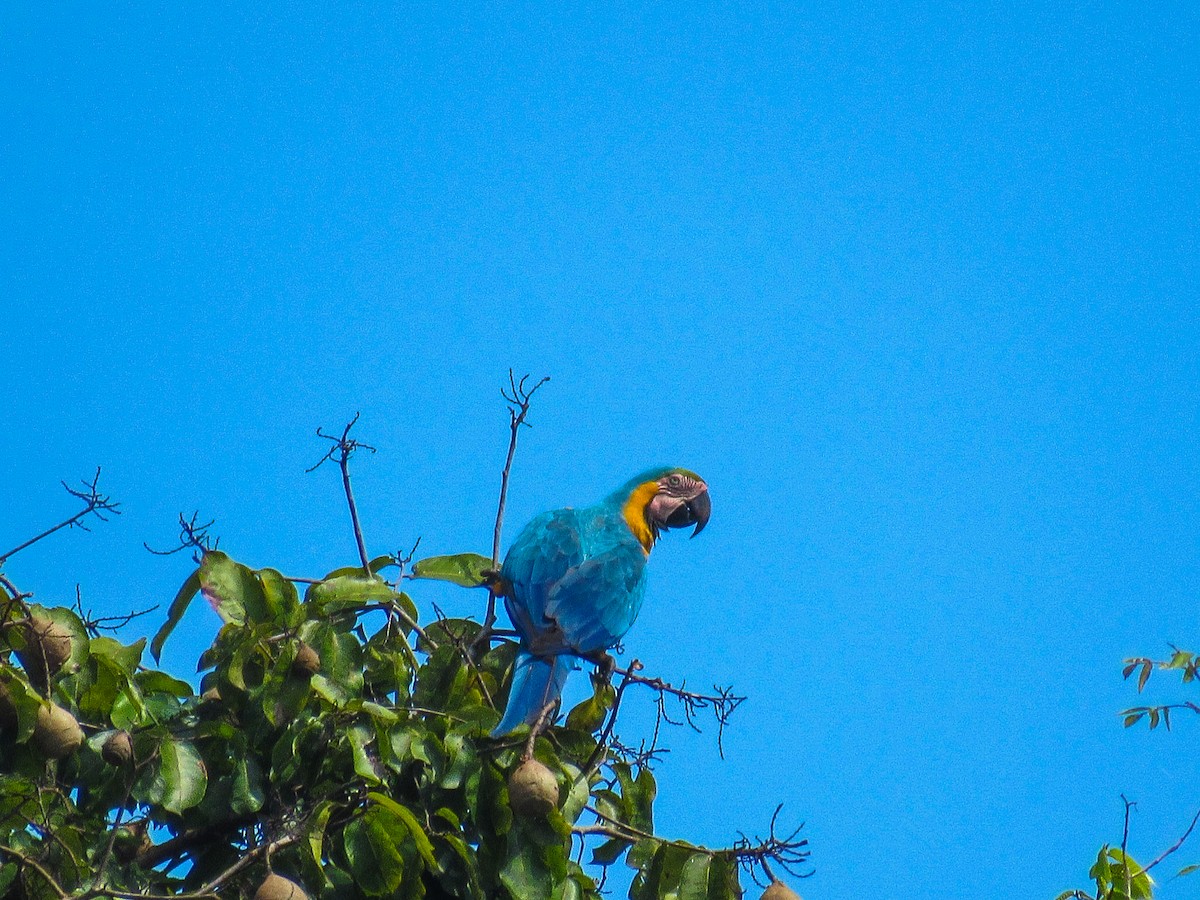 Guacamayo Azuliamarillo - ML645707679