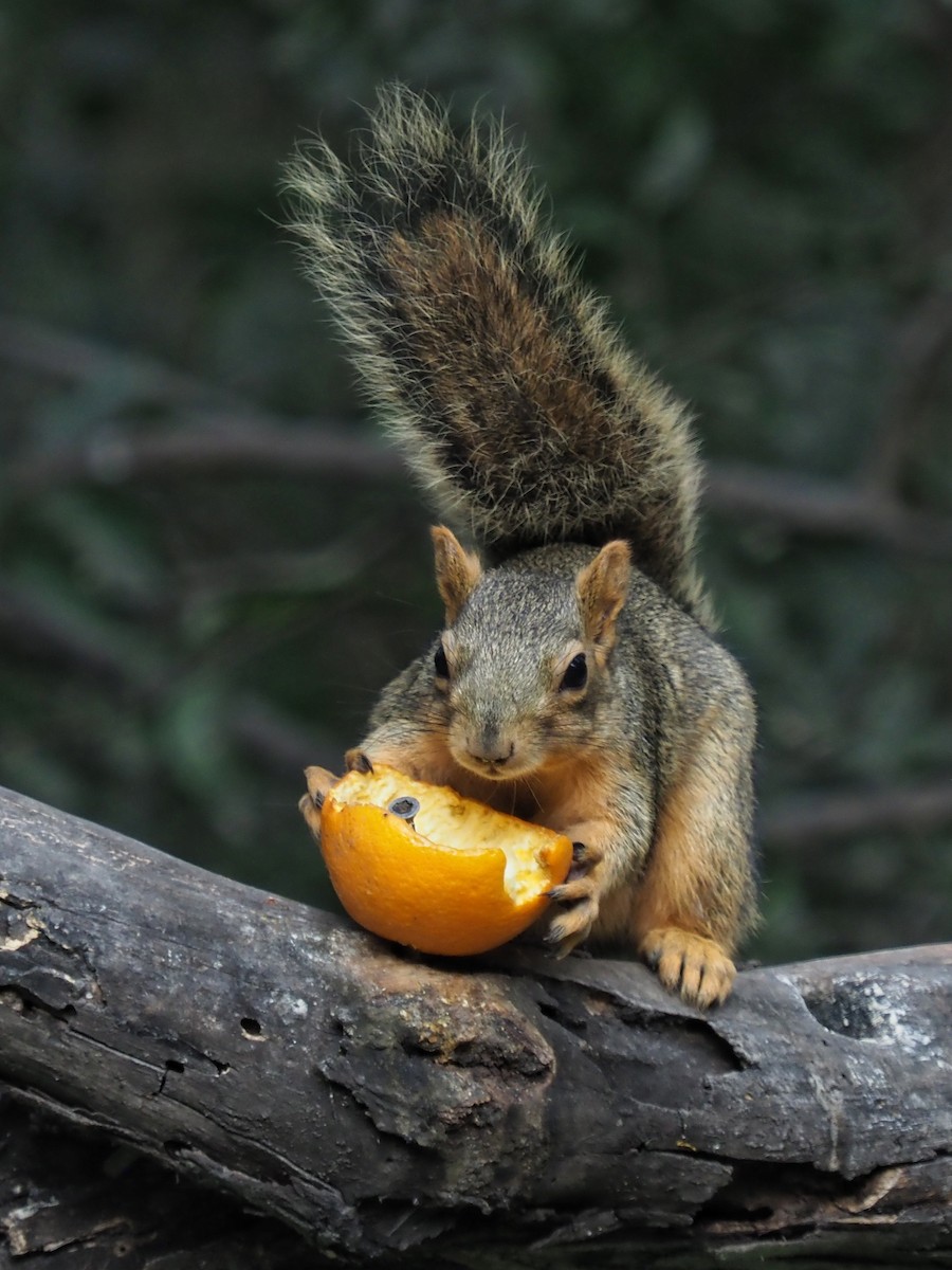 Eastern Fox Squirrel - ML645707681