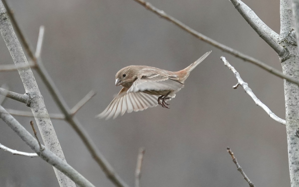 Roselin familier - ML645707694