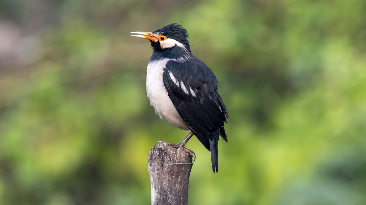 Indian Pied Starling - ML645707696