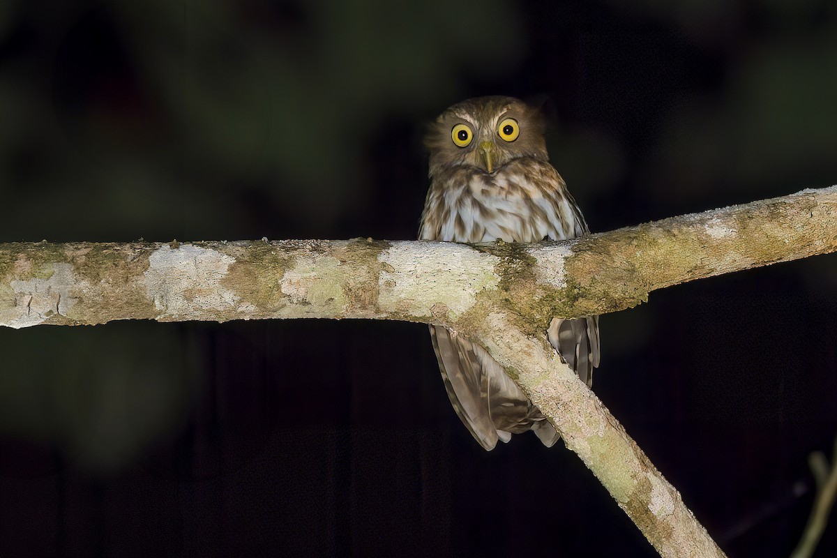 Luzon Boobook - ML645707699