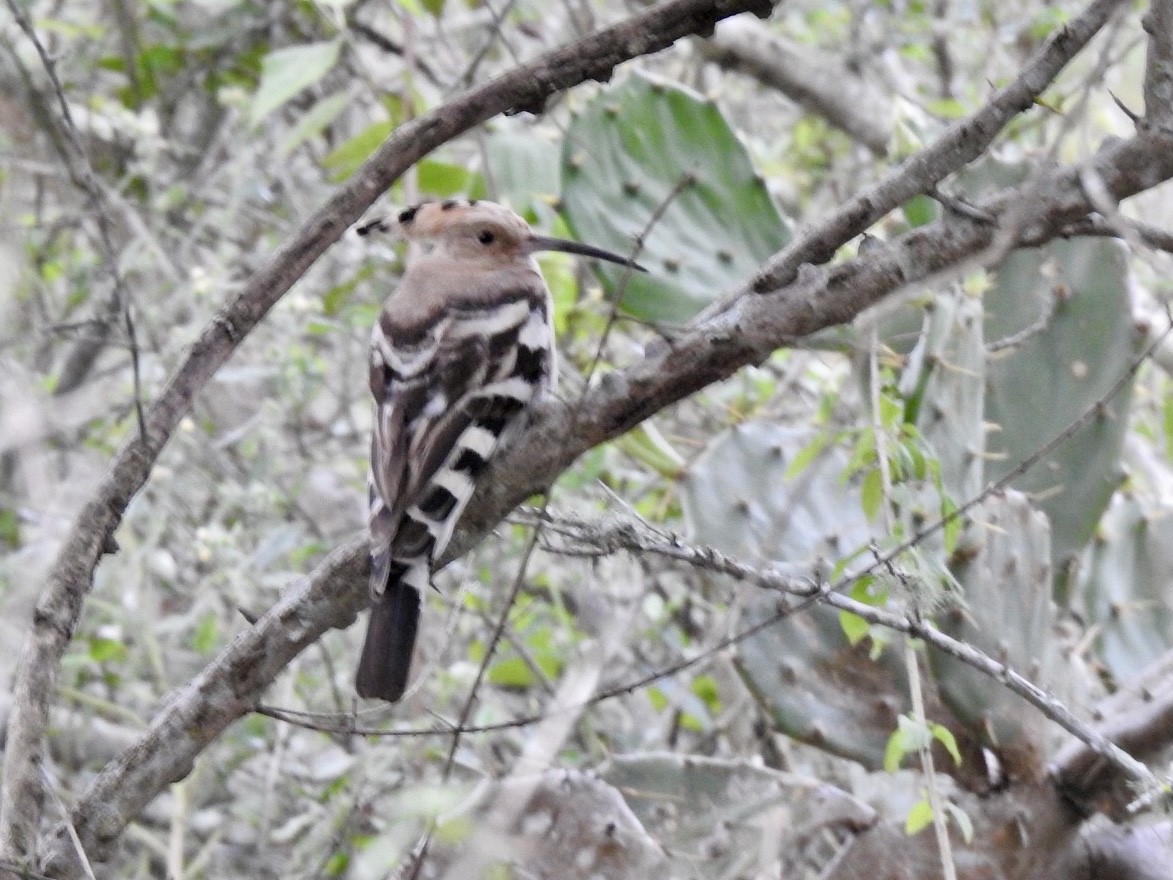 dudek chocholatý - ML645707703