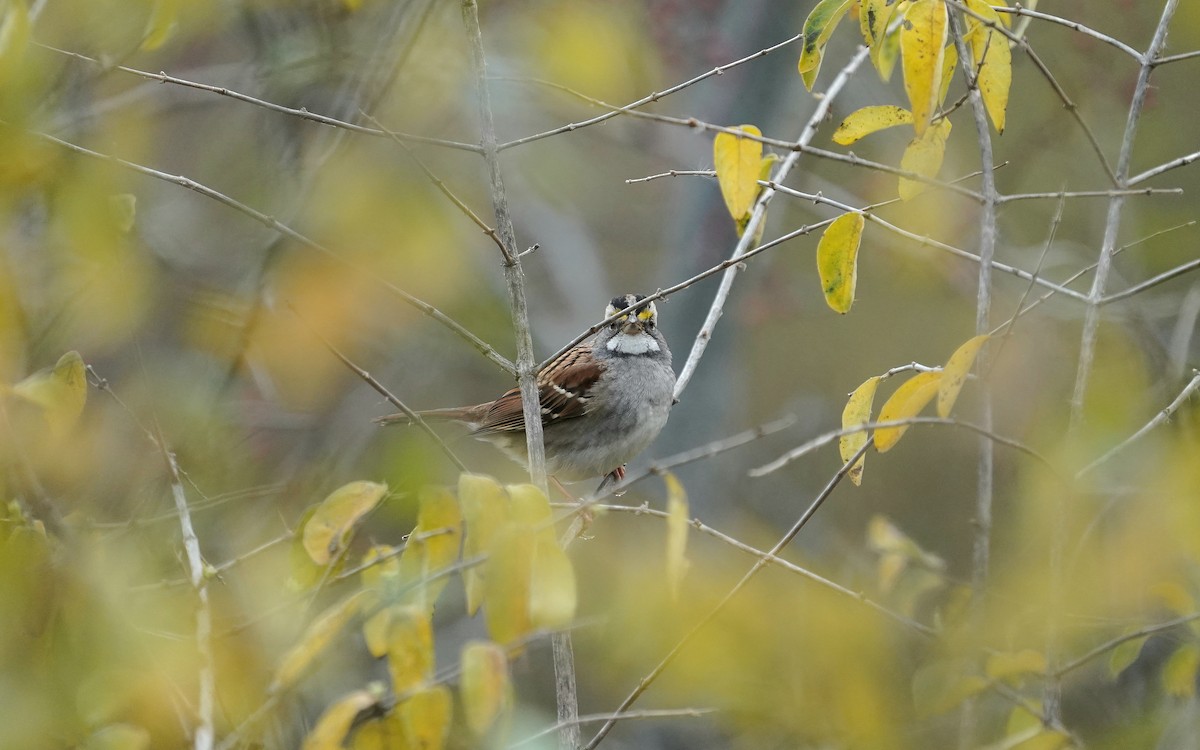 White-throated Sparrow - ML645707709
