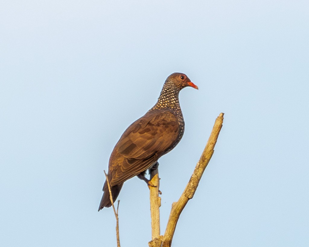 Scaled Pigeon - ML645707725