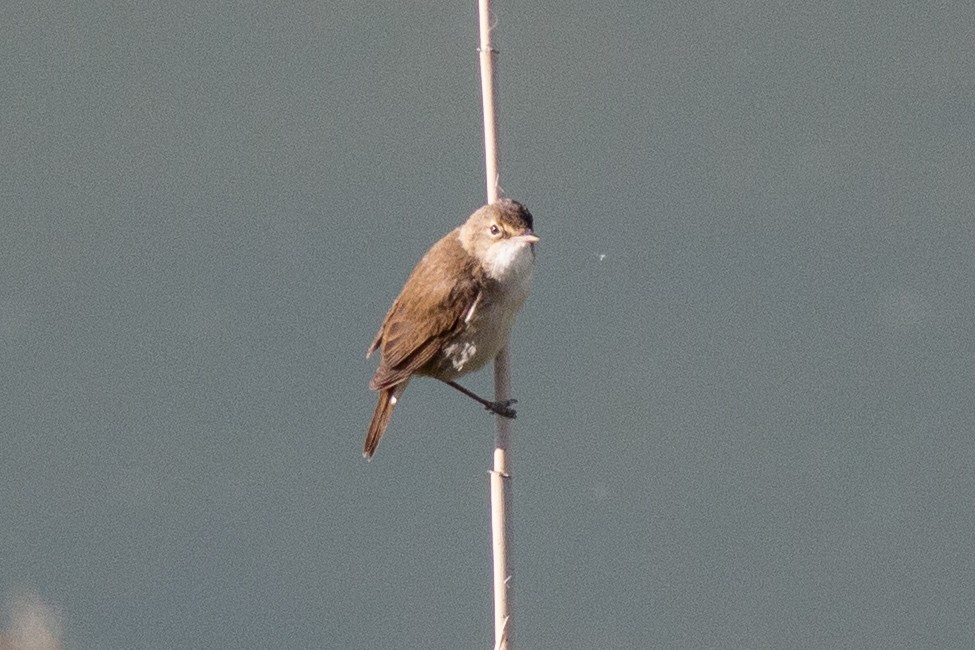 Common Reed Warbler - ML645707733