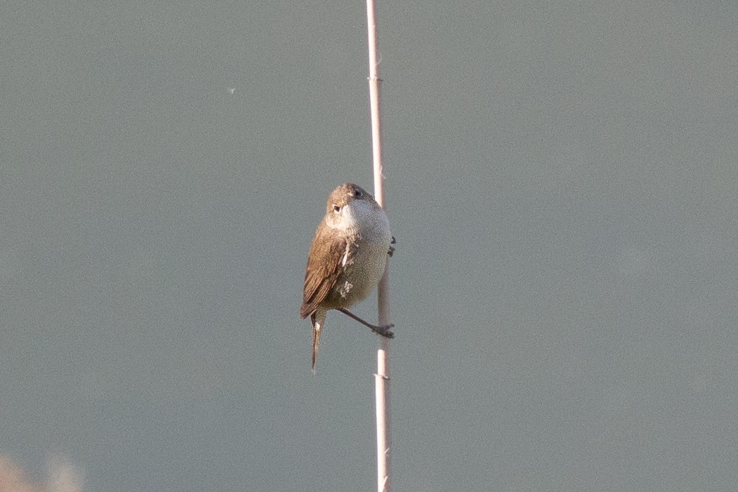 Common Reed Warbler - ML645707734