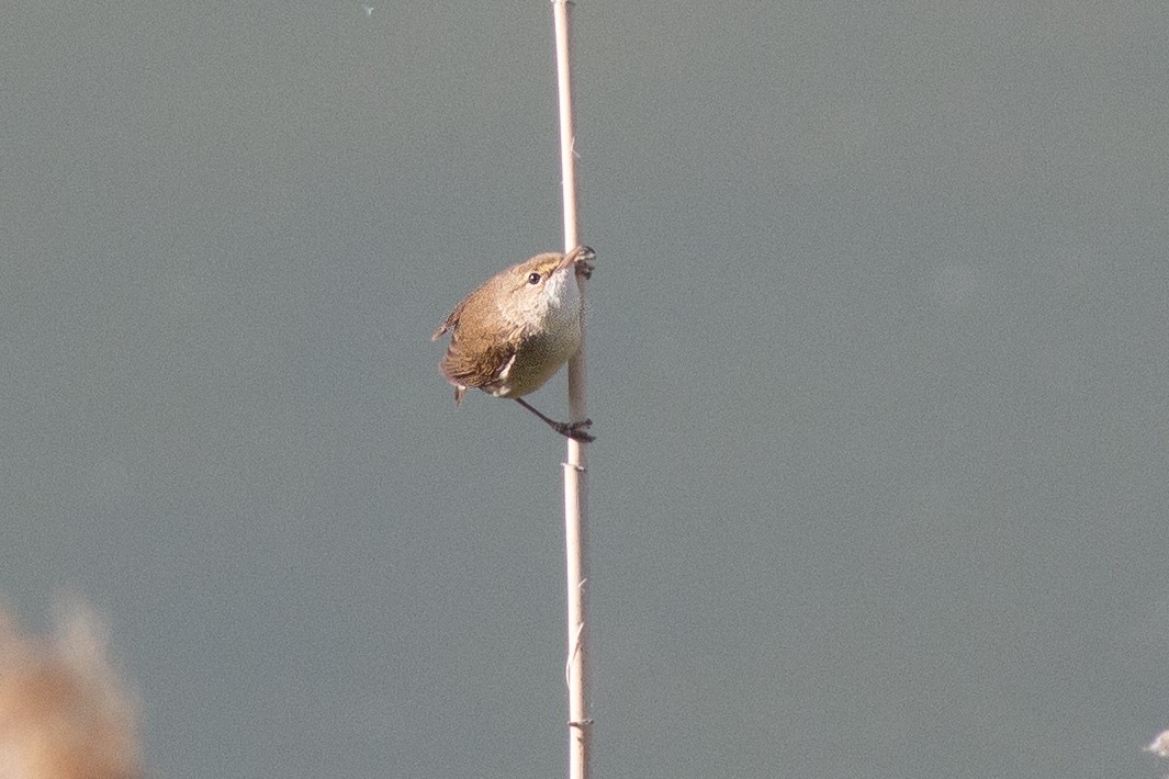 Common Reed Warbler - ML645707735