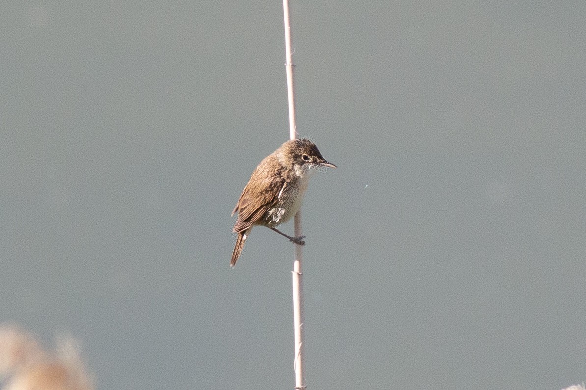 Common Reed Warbler - ML645707736