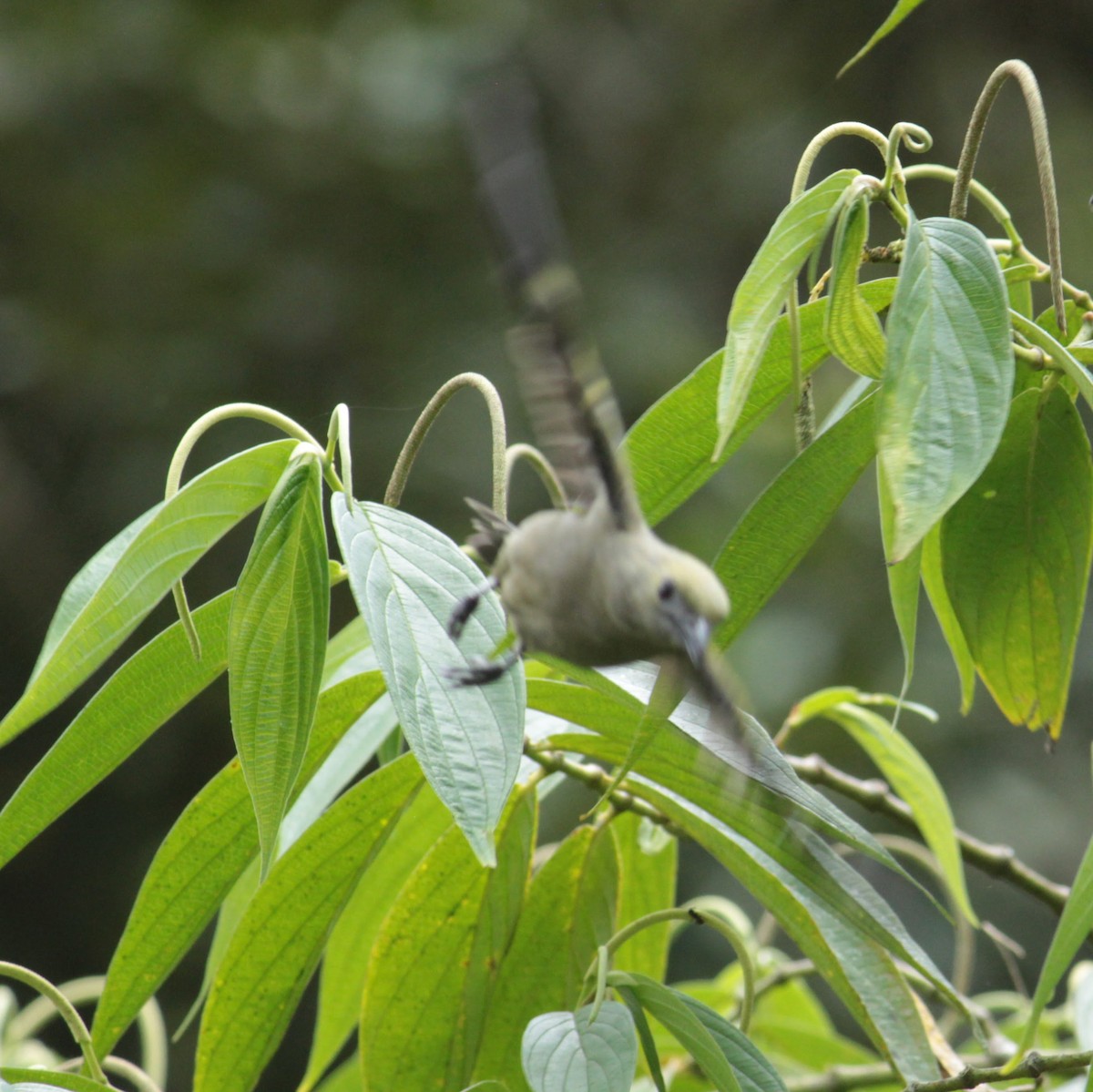 Palm Tanager - ML645707748