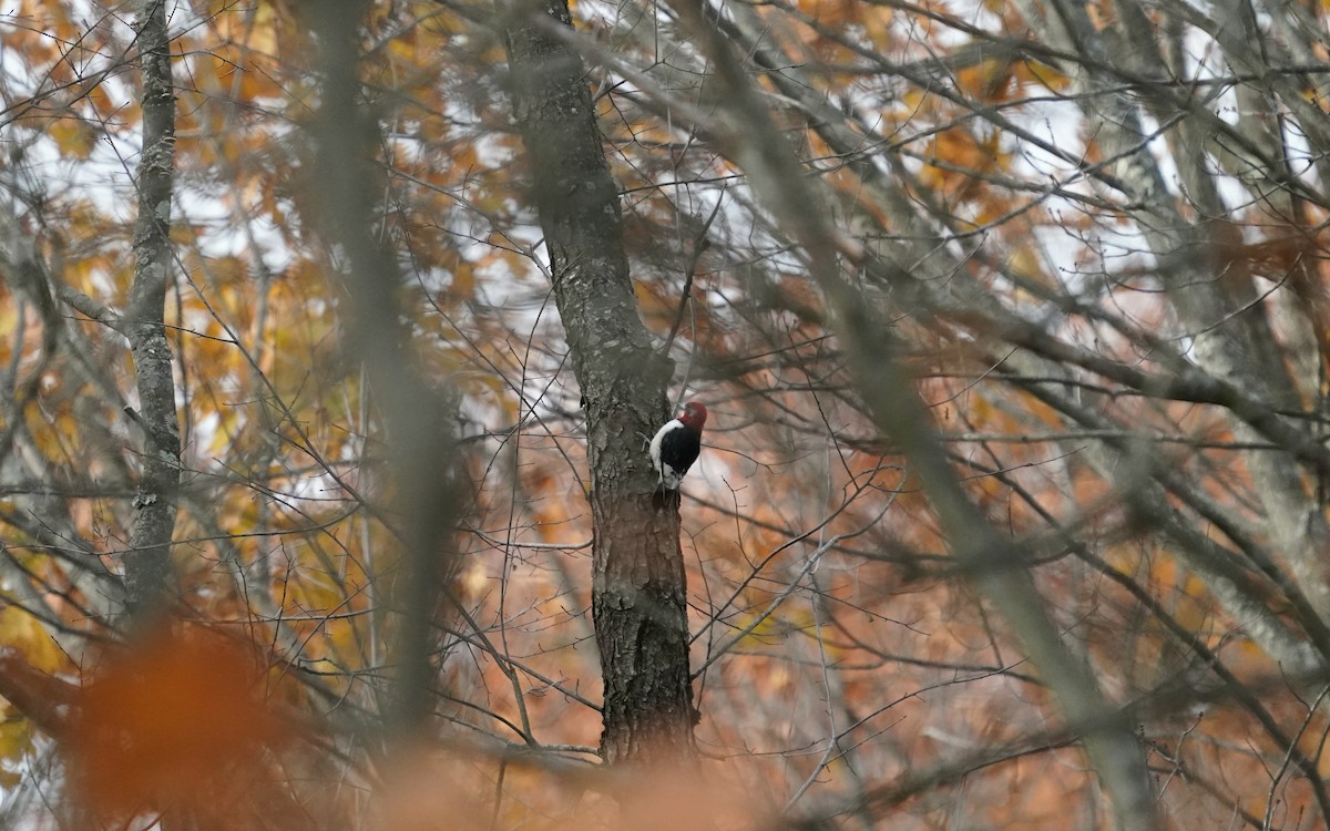 Red-headed Woodpecker - ML645707752