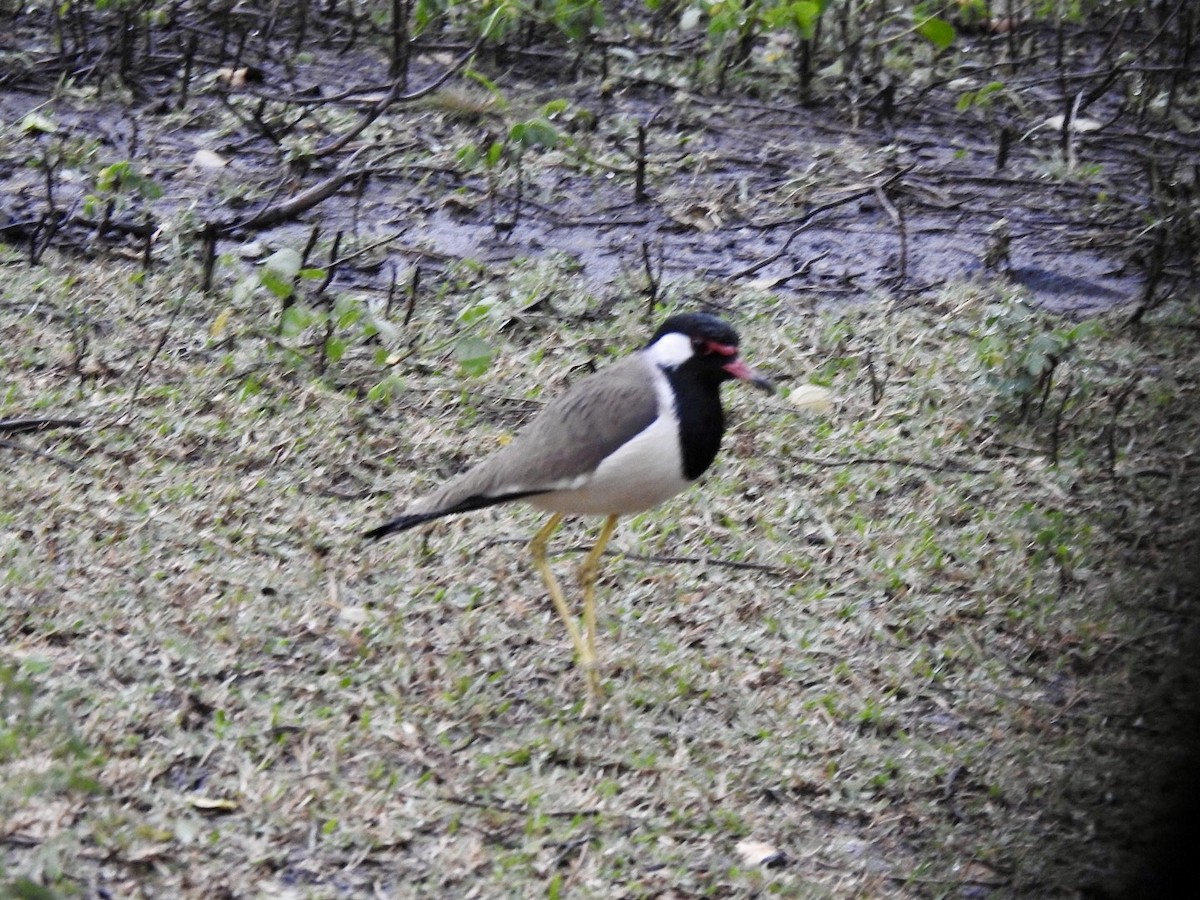 čejka černoprsá - ML645707766