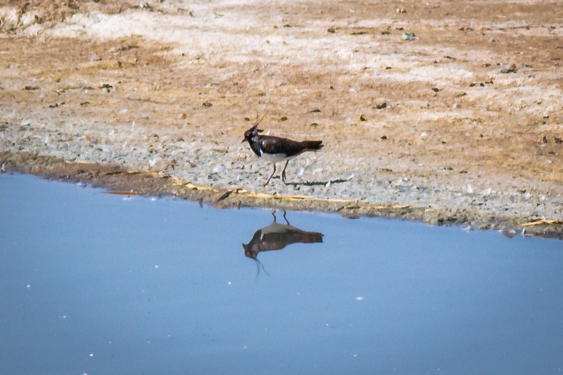 Northern Lapwing - ML645707767