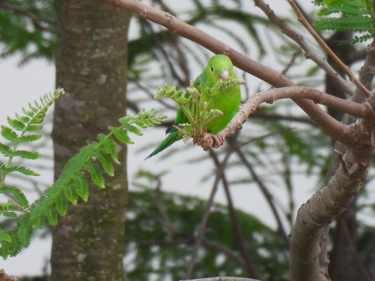 Toui tirica - ML645707771