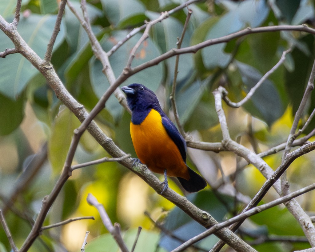 Organiste à ventre roux - ML645707775