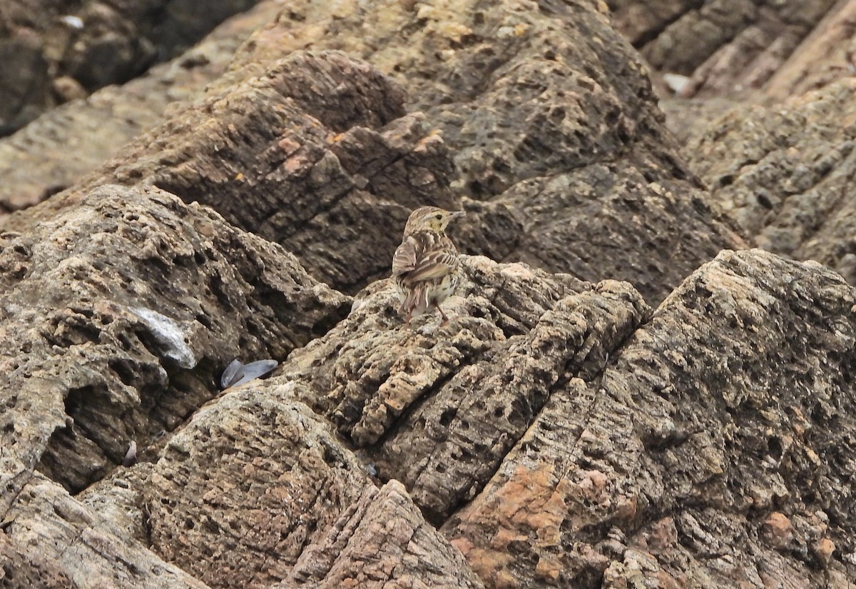 Pipit correndera - ML645707776