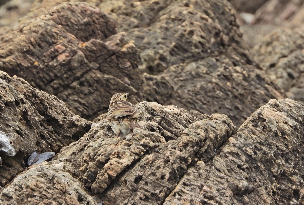 Pipit correndera - ML645707777