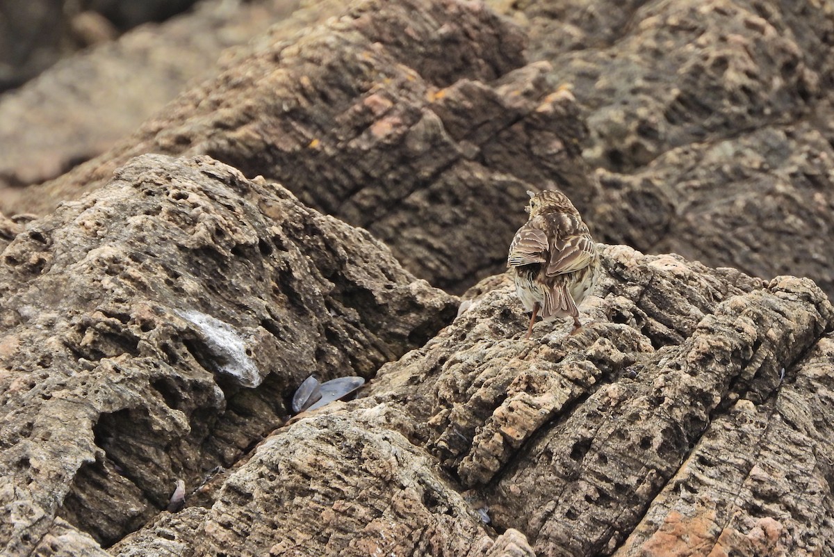 Pipit correndera - ML645707778