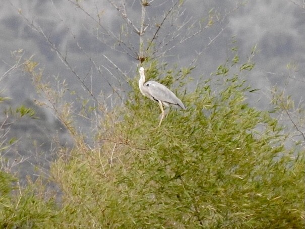 Héron cendré - ML645707779