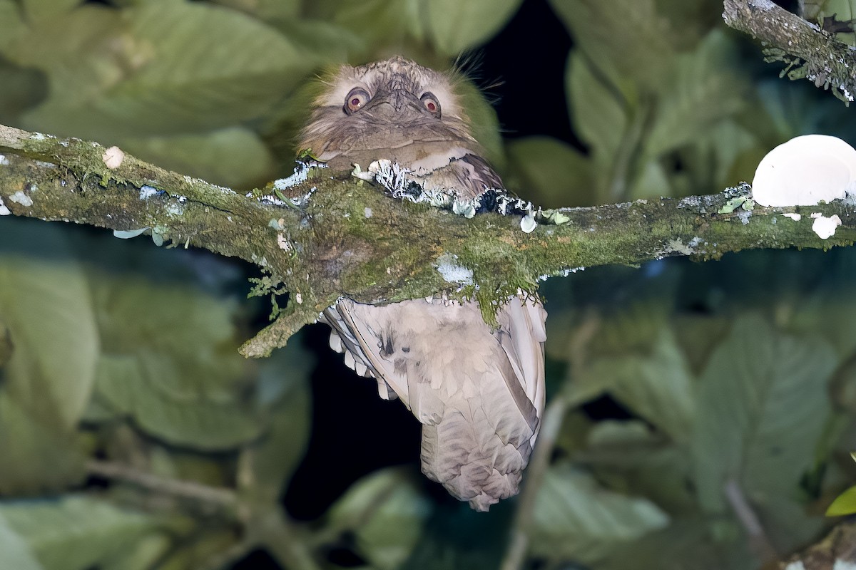 Podarge des Philippines - ML645707781