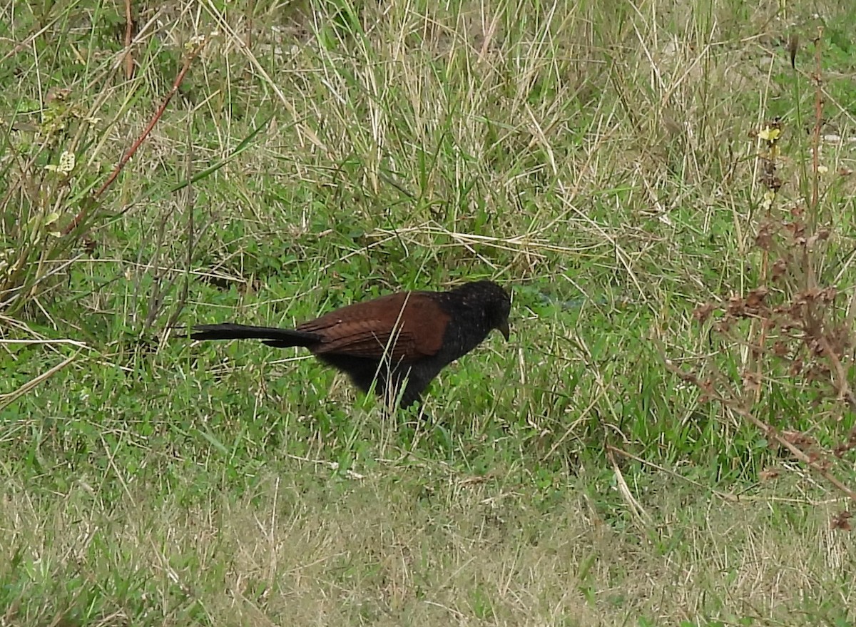 Coucal rufin - ML645707782