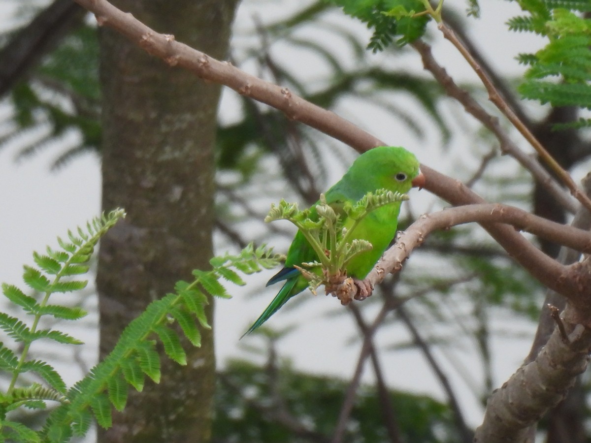 Toui tirica - ML645707783