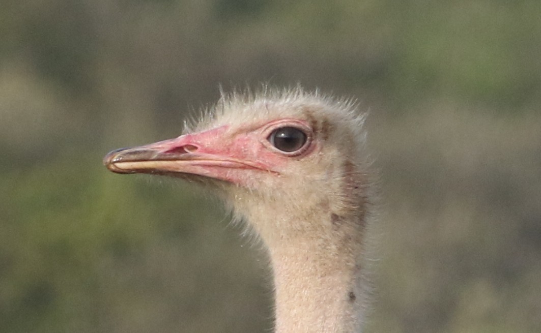 Autruche d'Afrique - ML645707784