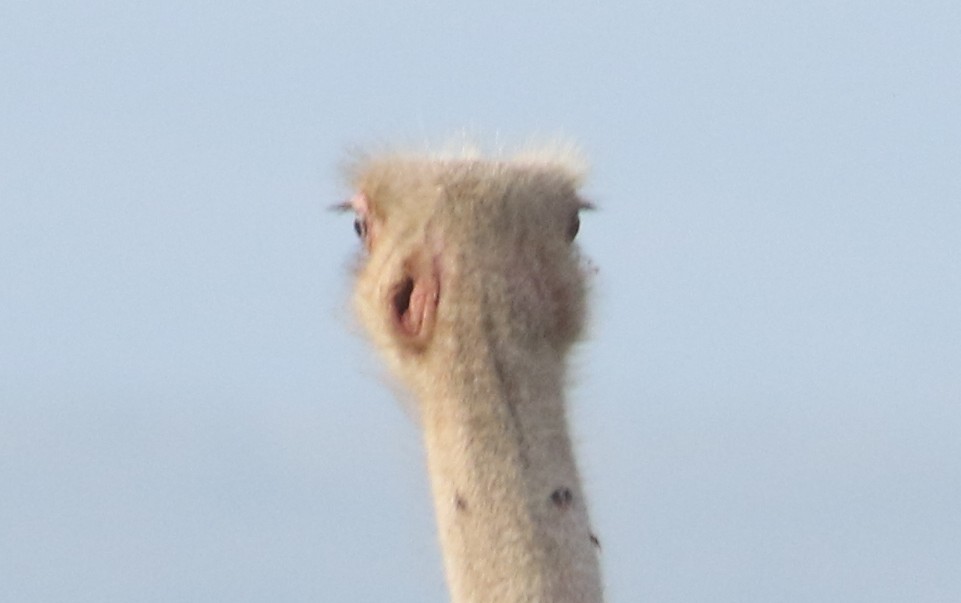 Autruche d'Afrique - ML645707785