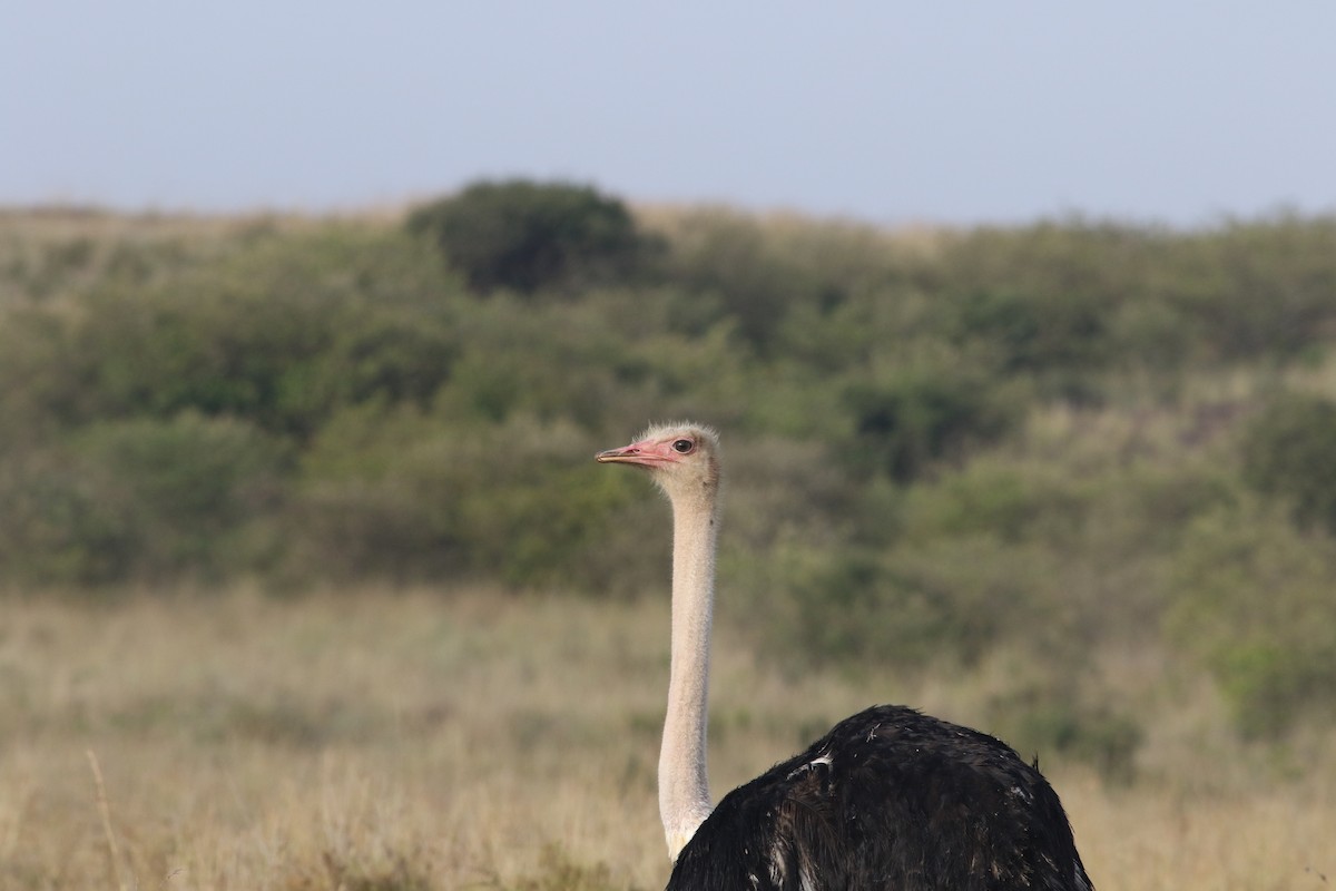 Autruche d'Afrique - ML645707786