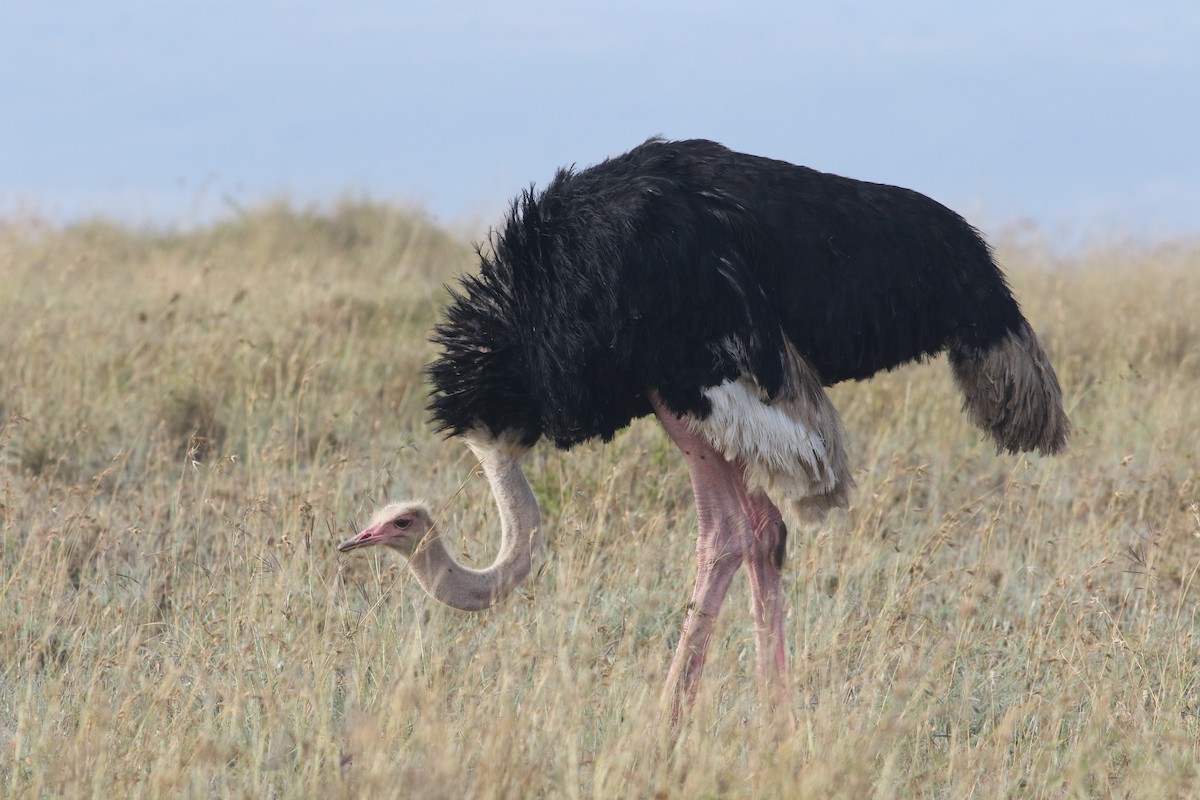 Autruche d'Afrique - ML645707787