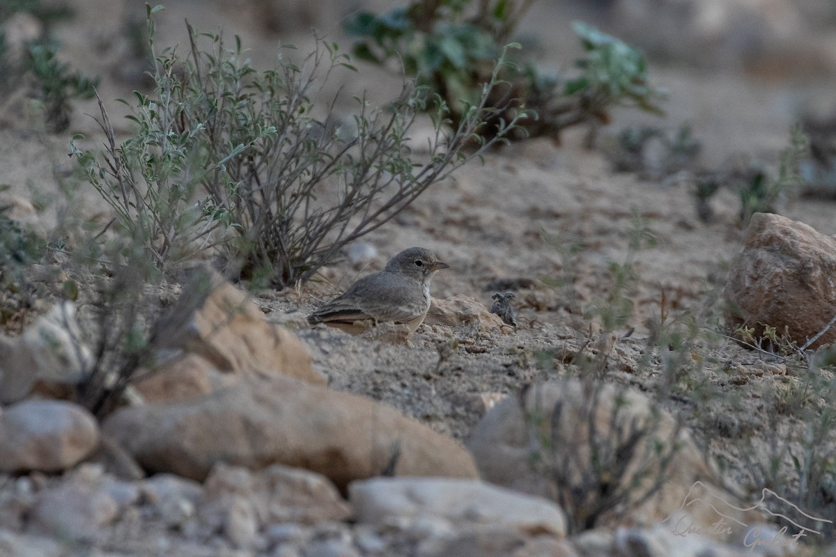 Ammomane isabelline - ML645707788