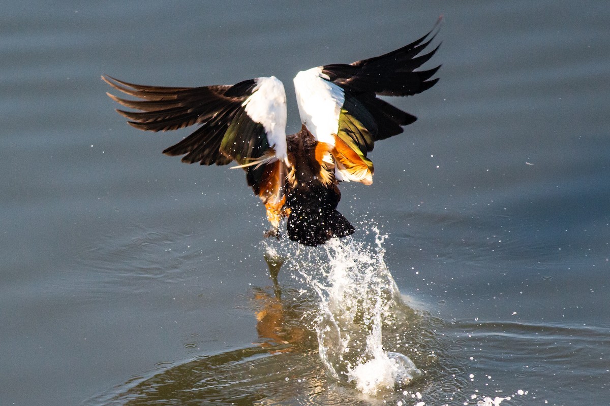 Tadorne casarca - ML645707789