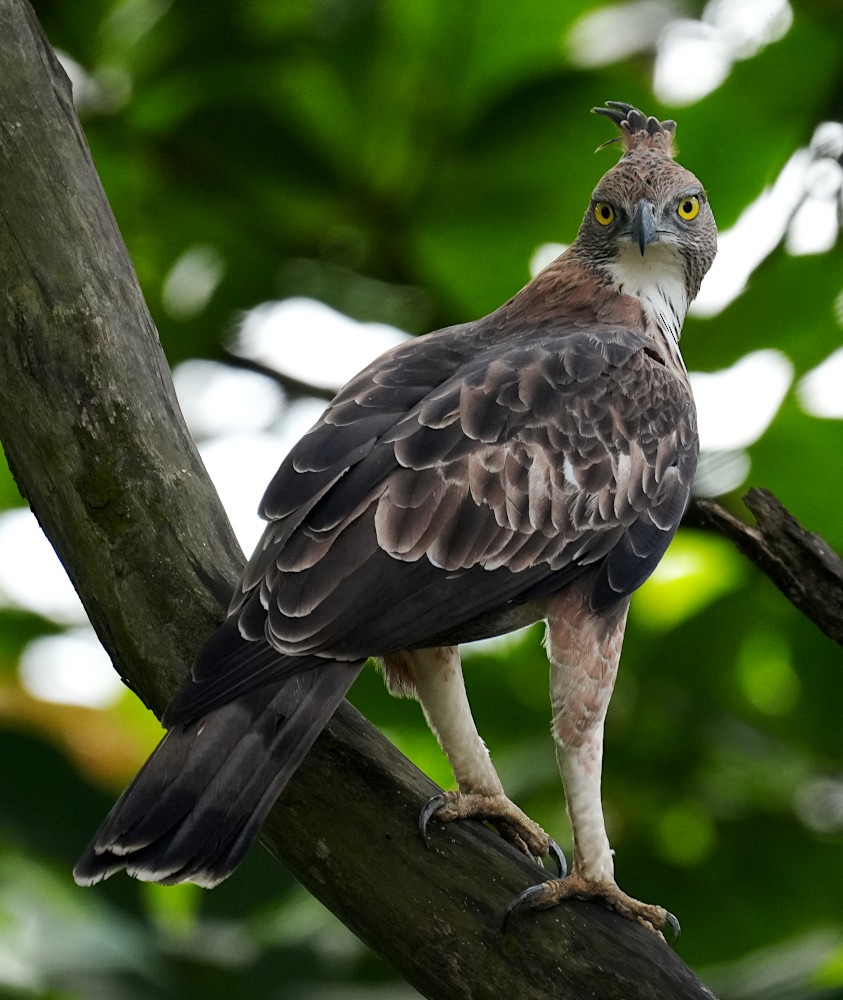 Aigle huppé - ML645707790