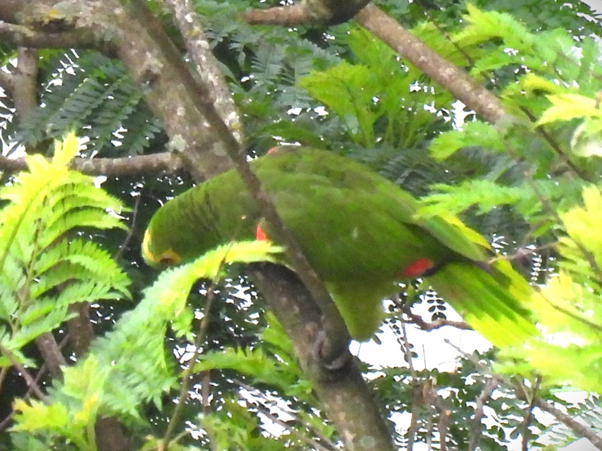 Amazone à front bleu - ML645707791