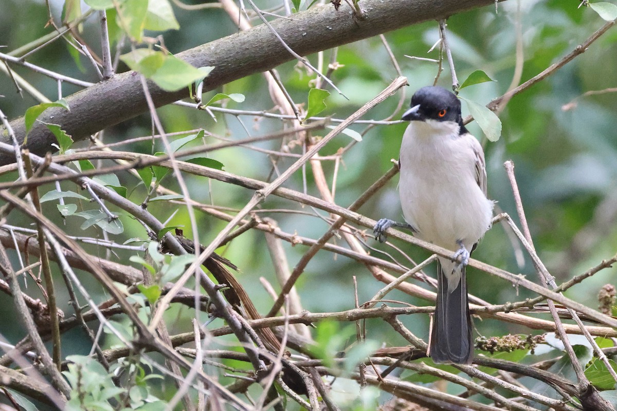 Cubla de Gambie - ML645707792