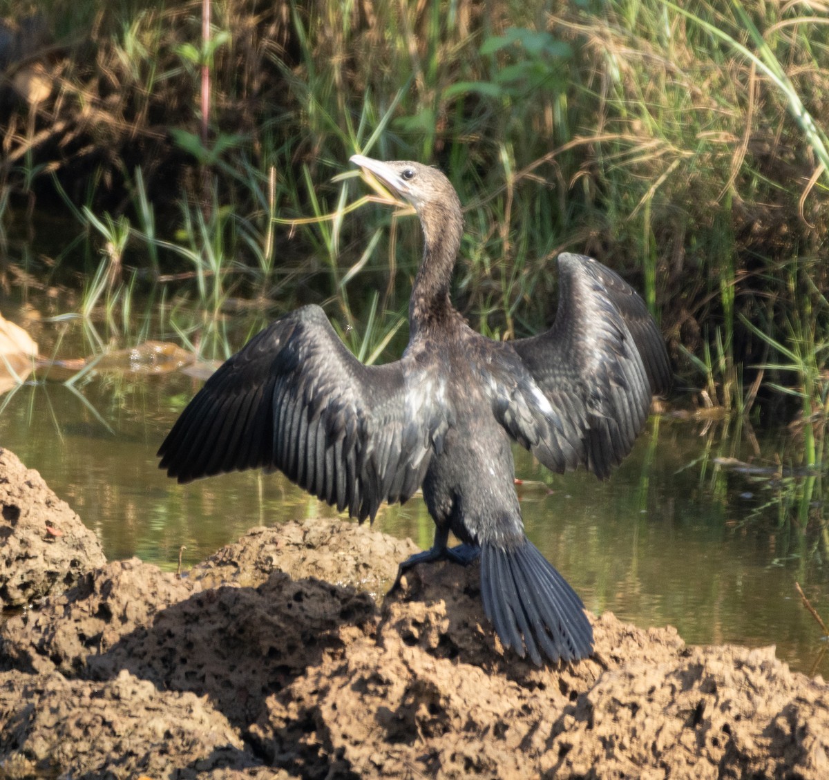 Cormoran de Vieillot - ML645707793