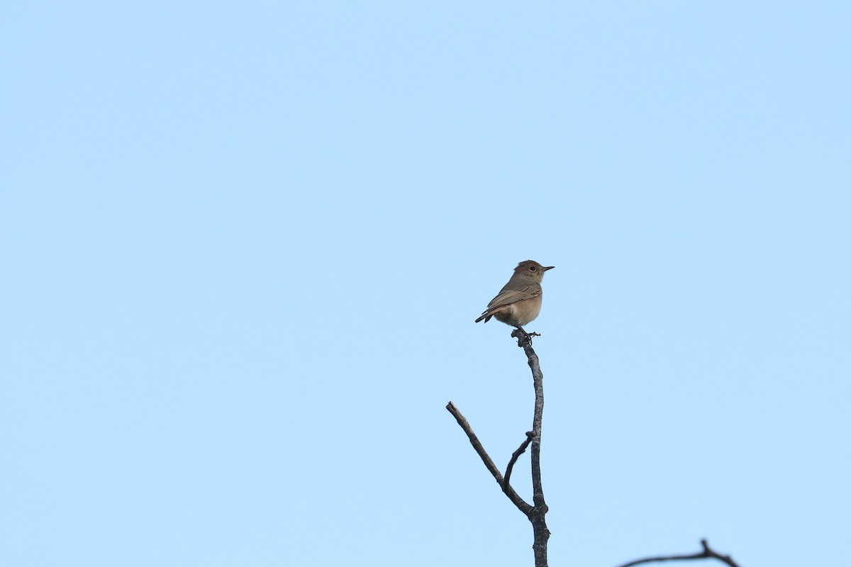 Traquet familier - ML645707798