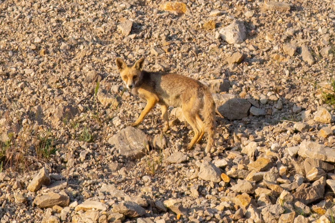 Red Fox - ML645707799