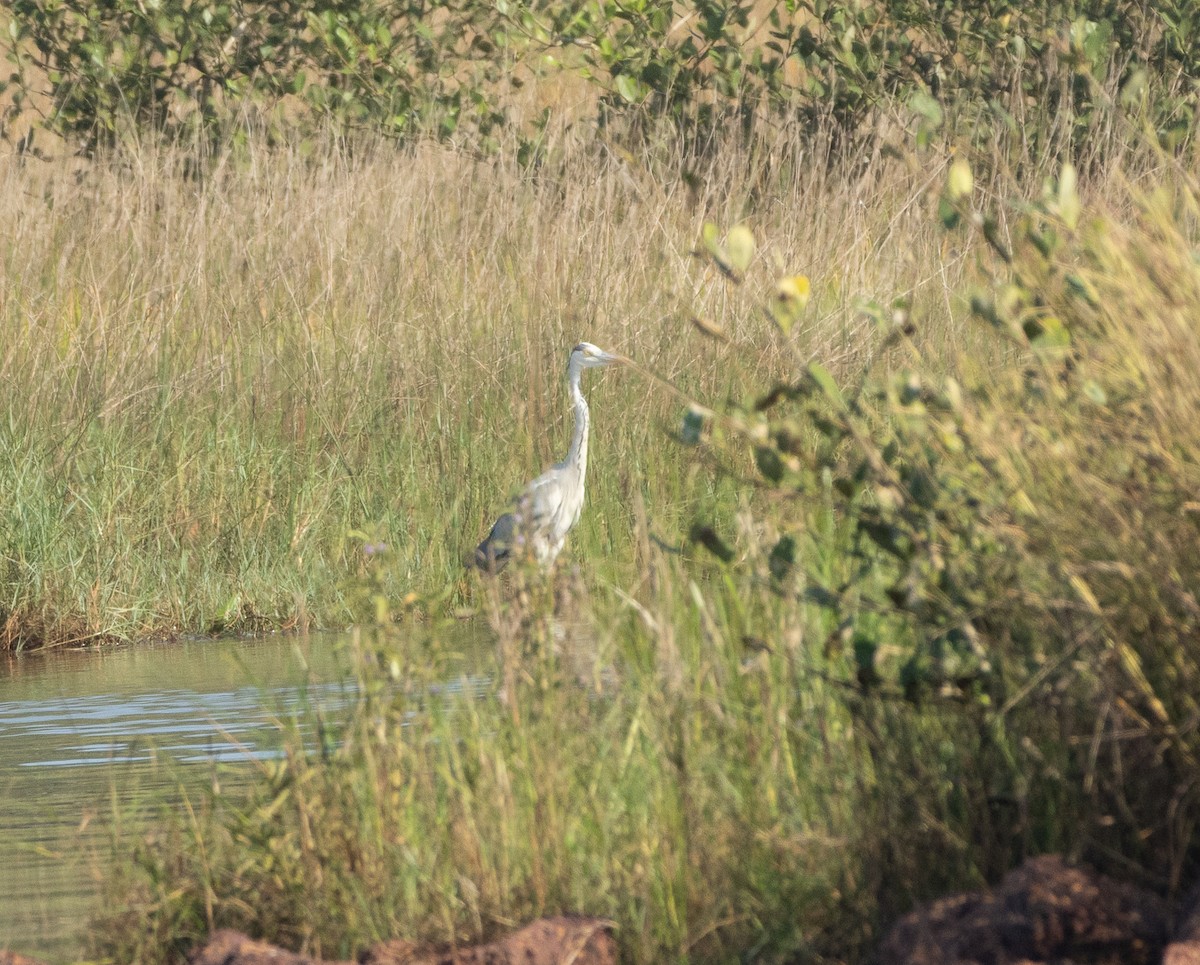 Héron cendré - ML645707800