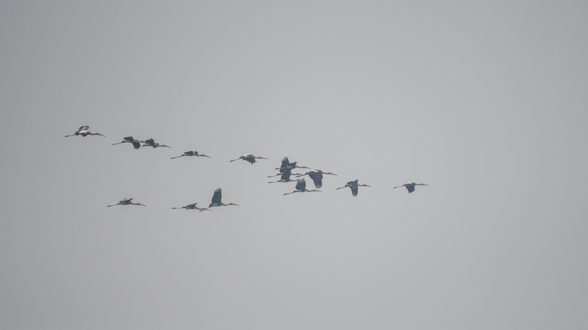 Tantale indien - ML645707801