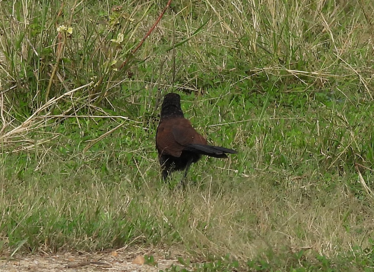 Coucal rufin - ML645707802
