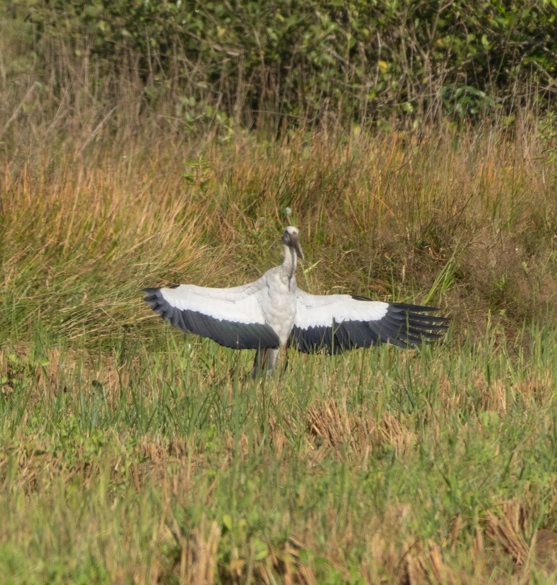 Héron pourpré - ML645707803