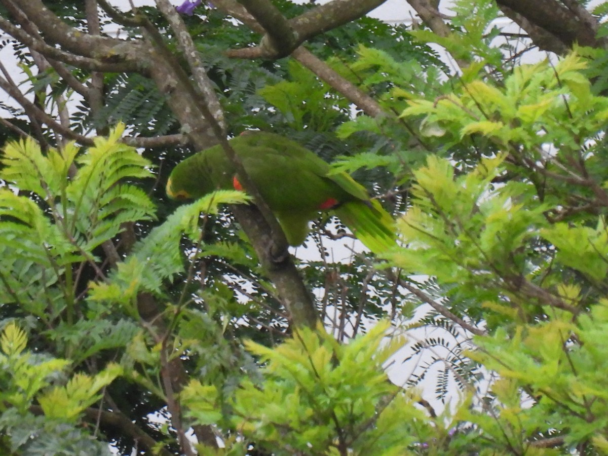 Amazone à front bleu - ML645707804